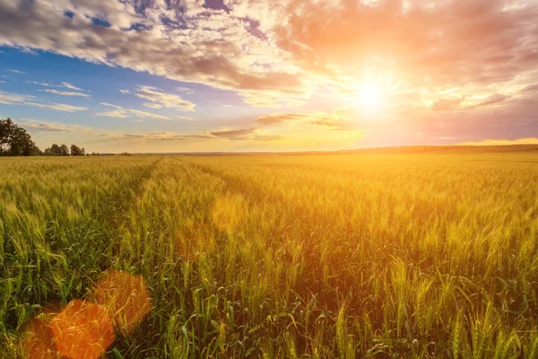 Scène Coucher Lever Soleil Sur Champ Avec Seigle Blé Été — Photo