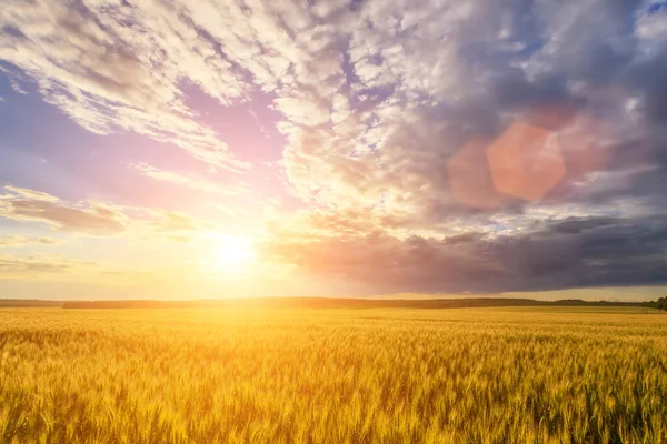 Szene Von Sonnenuntergang Oder Sonnenaufgang Auf Dem Feld Mit Jungen — Stockfoto