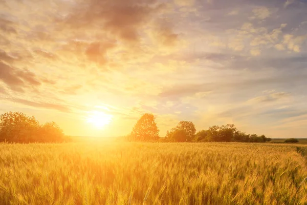 Scene of sunset or sunrise on the field with young rye or wheat in the summer with a cloudy sky background. Landscape.