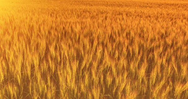 Young Golden Ears Rye Sunset Sunrise Summer Sunbeam Background — Stock Photo, Image