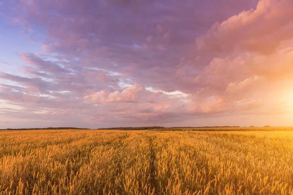 Scene Sunset Sunrise Field Young Rye Wheat Summer Cloudy Sky — Stock Photo, Image