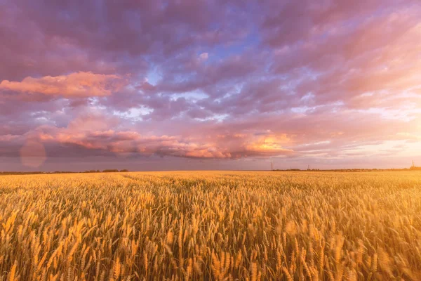 Сцена Заката Восхода Солнца Поле Молодым Ржаным Пшеничным Молоком Летом — стоковое фото