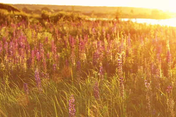 Lupin Pourpre Floraison Été Coucher Lever Soleil — Photo