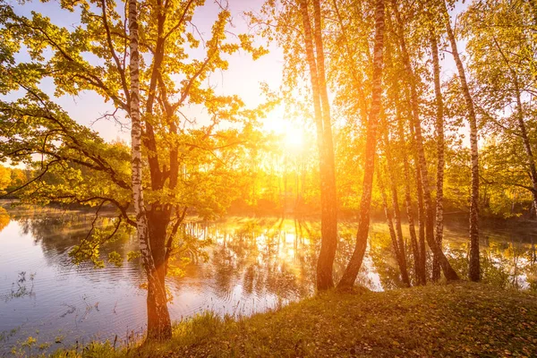 Nascer Sol Perto Lagoa Com Vidoeiros Com Folhas Amarelas Uma — Fotografia de Stock