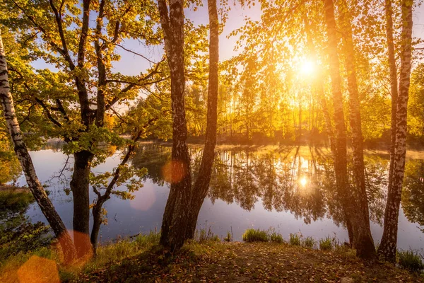 Сцена Восхода Солнца Пруда Березами Желтыми Листьями Солнечное Золотое Осеннее — стоковое фото
