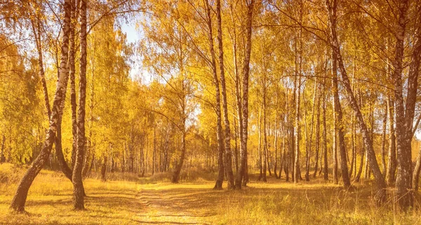 Жовтий Лист Падає Березовий Ліс Золоту Осінь Пейзаж Деревами Сонячний — стокове фото