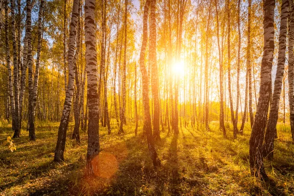Gelbes Laub Fällt Birkenwald Goldenen Herbst Bei Sonnenuntergang Landschaft Mit — Stockfoto