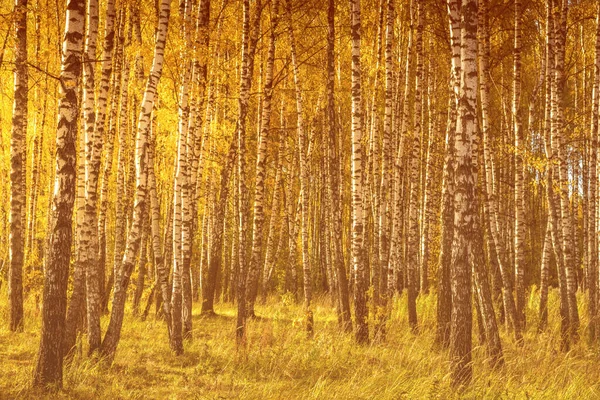 황금빛 가을에 자작나무 숲에서 떨어진다 나무가 — 스톡 사진