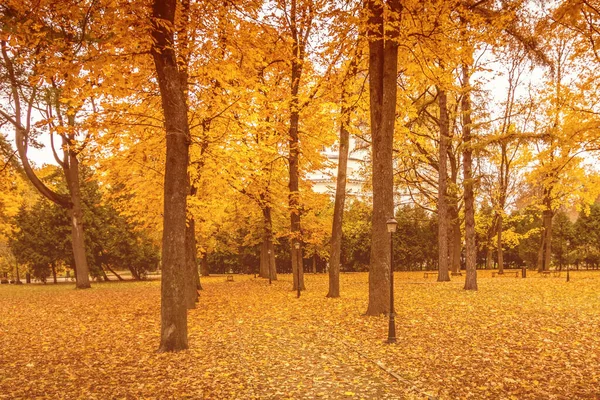 Les Feuilles Tombent Dans Parc Automne Paysage Avec Des Érables — Photo