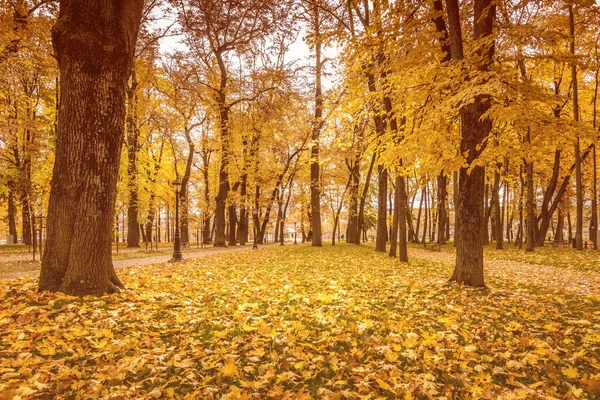 Les Feuilles Tombent Dans Parc Automne Paysage Avec Des Érables — Photo