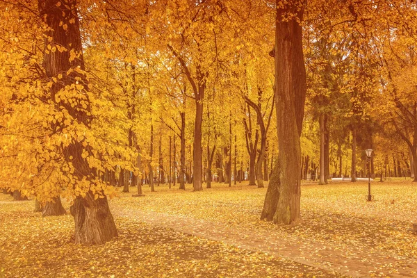 Laubfall Park Herbst Landschaft Mit Ahornen Und Anderen Bäumen Einem — Stockfoto