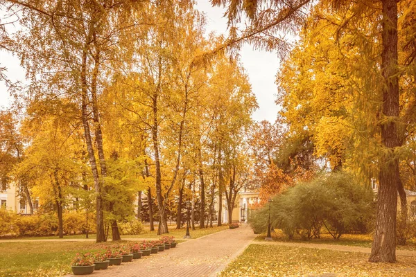 Folha Cair Parque Outono Paisagem Com Maples Outras Árvores Dia — Fotografia de Stock