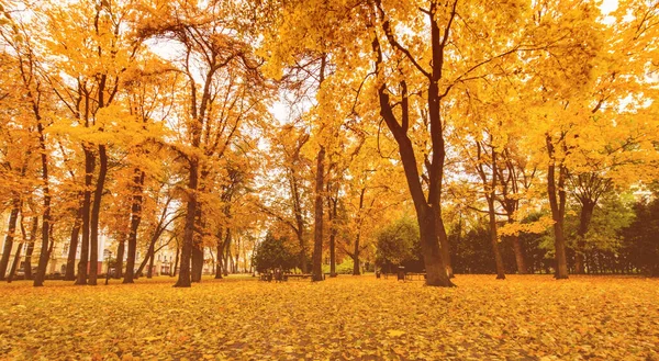 Laubfall Park Herbst Landschaft Mit Ahornen Und Anderen Bäumen Einem — Stockfoto