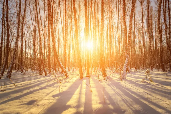 Scene Beautiful Sunset Birch Forest Pines Spruces Winter Season — Stock Photo, Image
