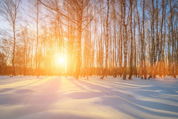 Scene Sunset Dawn Winter Birch Forest Clear Frosty Day Tree Stock Photo