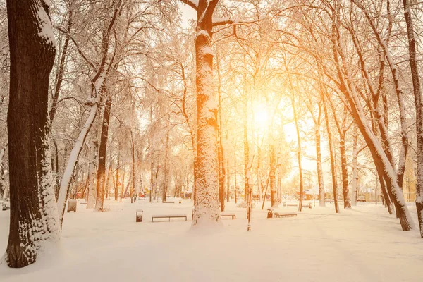 Sunset or sunrise in a winter park with trees covered with snow and ice on a sunny clear day. Landscape.