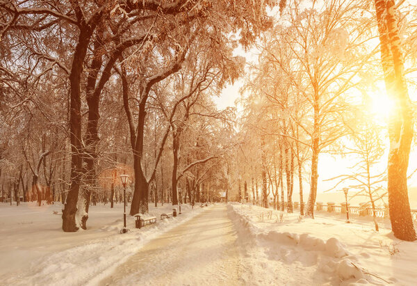 Sunset or sunrise in a winter park with trees covered with snow and ice on a sunny clear day. Landscape.