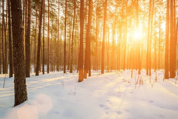 Sunset or sunrise in a spring pine forest covered with frost.