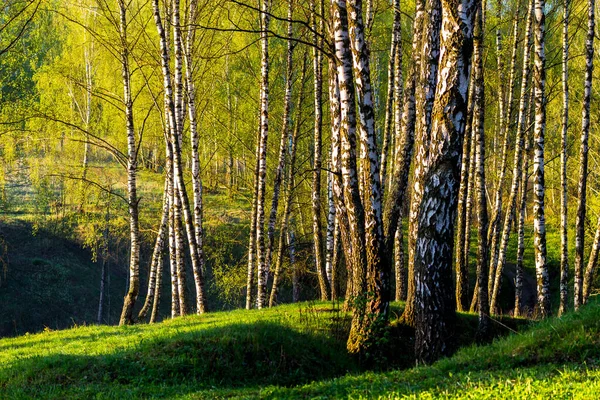Sunrise or sunset in a spring birch forest with young green leaves and grass. Spring foliage.