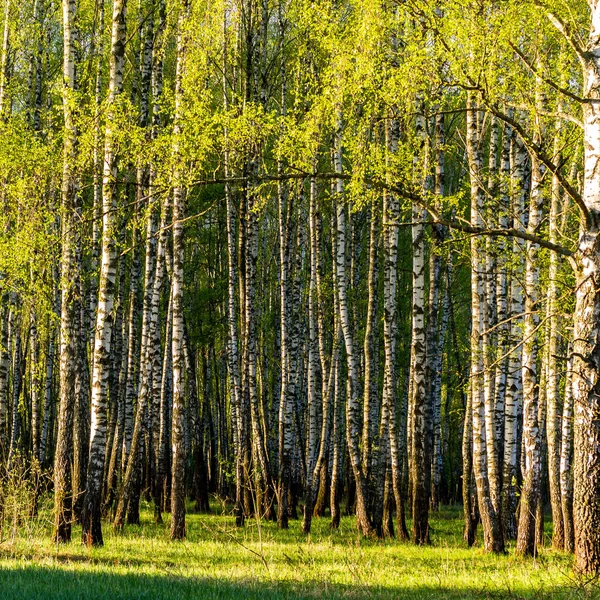 Sunrise or sunset in a spring birch forest with young green leaves and grass. Spring foliage.