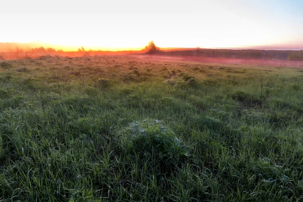 Crepúsculo Campo Primavera Con Hierba Verde Brotes Altramuz Niebla Horizonte — Foto de Stock