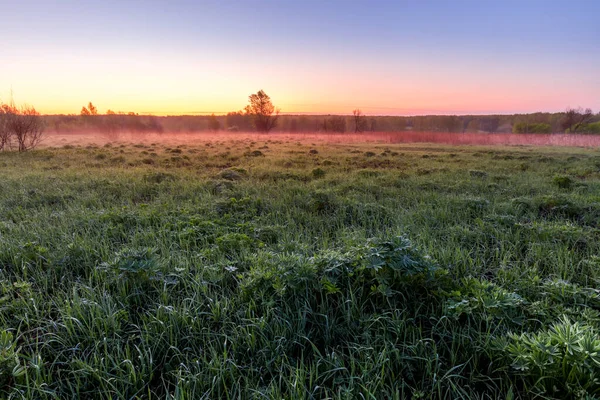 Alba Tramonto Campo Primaverile Con Erba Verde Germogli Lupino Nebbia — Foto Stock