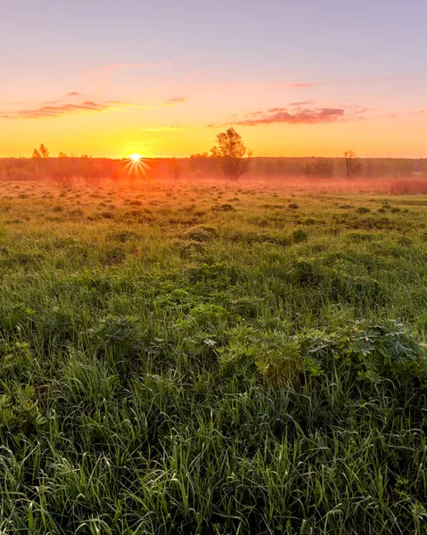 Alba Tramonto Campo Primaverile Con Erba Verde Germogli Lupino Nebbia — Foto Stock