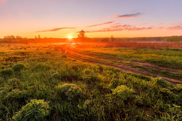 Alba Tramonto Campo Primaverile Con Erba Verde Germogli Lupino Nebbia — Foto Stock