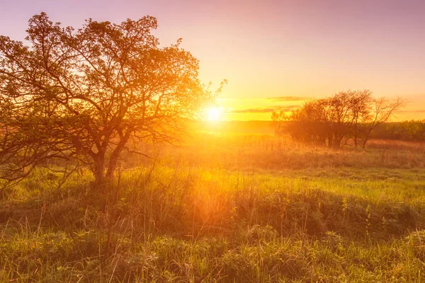 Soluppgång Eller Solnedgång Ett Vårfält Med Grönt Gräs Lupinkorn Dimma — Stockfoto