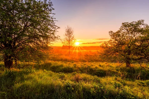 Lever Coucher Soleil Dans Champ Printanier Avec Herbe Verte Germes — Photo