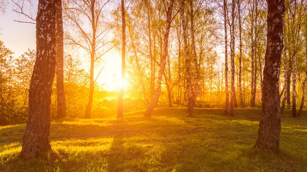 Sunrise or sunset in a spring birch forest with rays of sun shining through tree trunks by shadows and young green grass. Misty morning landscape.