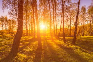 Sunrise or sunset in a spring birch forest with rays of sun shining through tree trunks by shadows and young green grass. Misty morning landscape. clipart