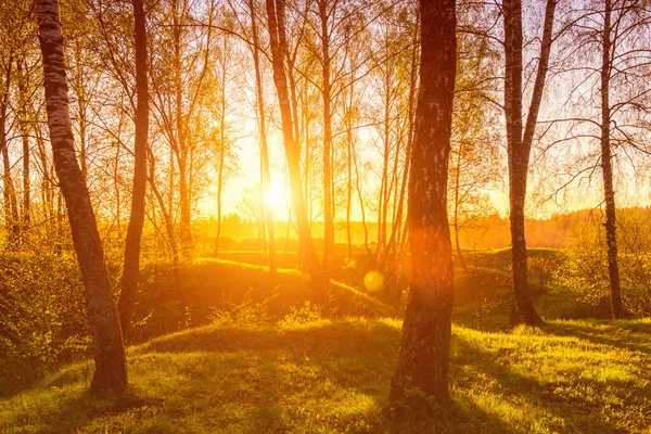 Восход Солнца Закат Весеннем Березовом Лесу Лучами Солнца Сияющими Сквозь — стоковое фото