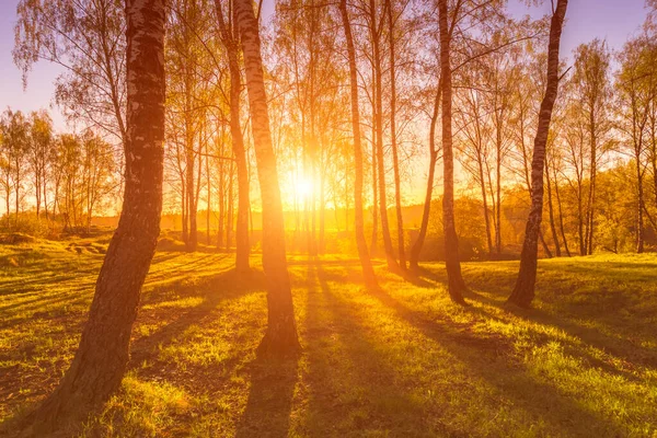 Sonnenaufgang Oder Sonnenuntergang Einem Frühlingshaften Birkenwald Mit Sonnenstrahlen Die Durch — Stockfoto