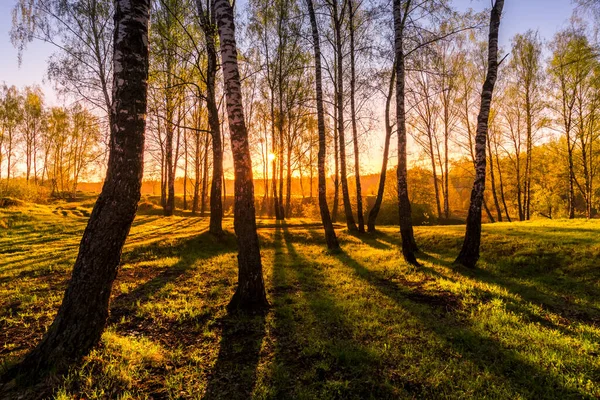 Sunrise or sunset in a spring birch forest with rays of sun shining through tree trunks by shadows and young green grass. Misty morning landscape.