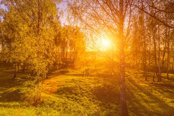 Bahar Huş Ormanlarında Gün Doğumu Gün Batımı Ağaçların Gövdelerinde Parlayan — Stok fotoğraf