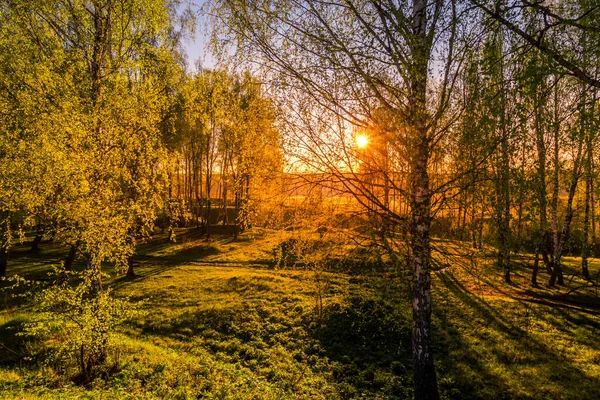 Soluppgång Eller Solnedgång Vårbjörkskog Med Solstrålar Som Skiner Genom Trädstammar — Stockfoto