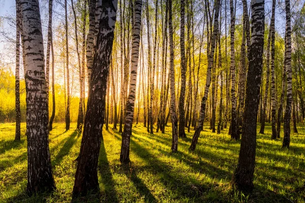 Zonsopkomst Zonsondergang Een Lente Berkenbos Met Zonnestralen Die Door Boomstammen — Stockfoto