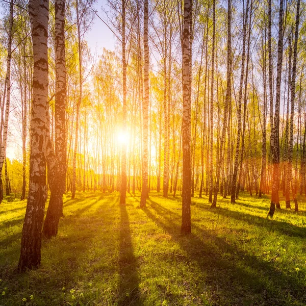 Soluppgång Eller Solnedgång Vårbjörkskog Med Solstrålar Som Skiner Genom Trädstammar — Stockfoto