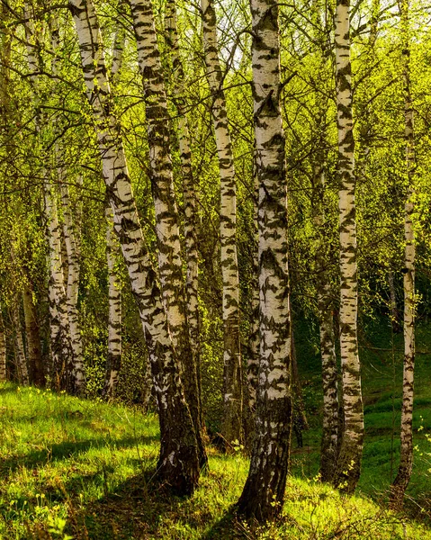Pôr Sol Amanhecer Uma Floresta Vidoeiro Primavera Com Folhagem Jovem — Fotografia de Stock