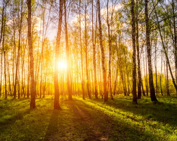 Zachód Słońca Lub Świt Wiosennym Lesie Brzozowym Jasnymi Młodymi Liśćmi — Zdjęcie stockowe