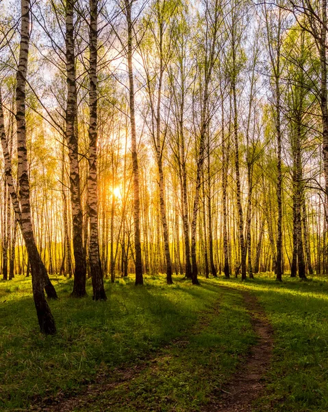 Закат Рассвет Весеннем Березовом Лесу Яркими Молодыми Листьями Светящимися Лучах — стоковое фото