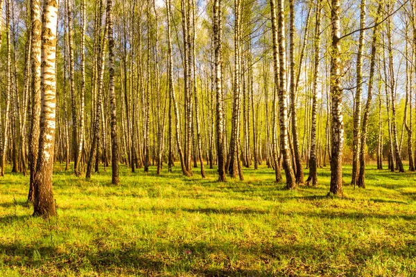 Pôr Sol Amanhecer Uma Floresta Vidoeiro Primavera Com Folhagem Jovem — Fotografia de Stock