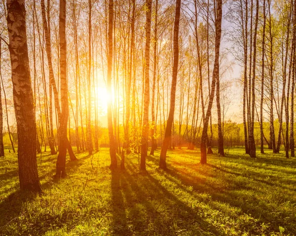 Sonnenuntergang Oder Sonnenaufgang Einem Birkenwald Mit Hellem Jungen Laub Das — Stockfoto