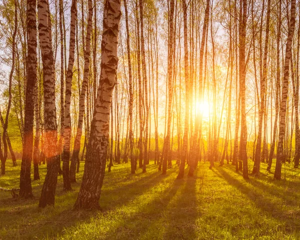 Zonsondergang Zonsopgang Een Voorjaar Berkenbos Met Helder Jong Gebladerte Gloeiend — Stockfoto