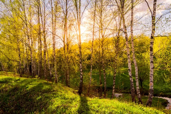 Закат Рассвет Весеннем Березовом Лесу Яркой Молодой Листвой Светящейся Лучах — стоковое фото