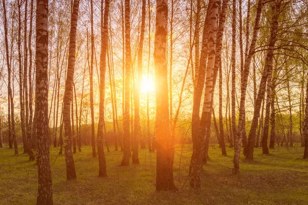 Sonnenuntergang Oder Sonnenaufgang Einem Birkenwald Mit Hellem Jungen Laub Das — Stockfoto