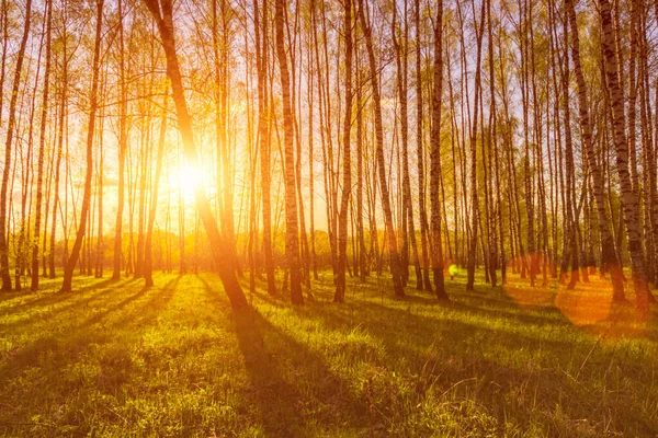 Coucher Soleil Aube Dans Une Forêt Bouleaux Printaniers Avec Jeune — Photo