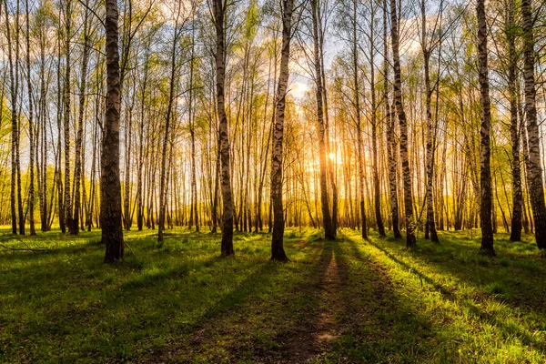 Zachód Słońca Lub Świt Wiosennym Lesie Brzozowym Jasnymi Młodymi Liśćmi — Zdjęcie stockowe