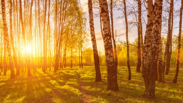 Sonnenuntergang Oder Sonnenaufgang Einem Birkenwald Mit Hellem Jungen Laub Das — Stockfoto